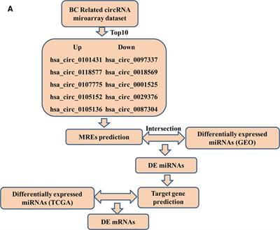 Construction and analysis of a survival-associated competing endogenous RNA network in breast cancer